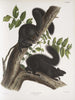 Sciurus niger Black Squirrel Natural size 1 Male 2 Females - John Woodhouse Audubon — artwork view