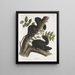 Sciurus niger Black Squirrel Natural size 1 Male 2 Females - John Woodhouse Audubon — framed artwork on a wall