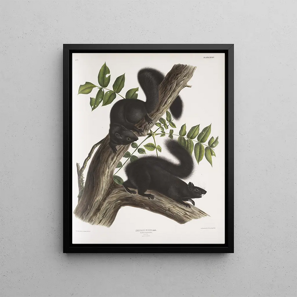 Sciurus niger Black Squirrel Natural size 1 Male 2 Females - John Woodhouse Audubon — framed artwork on a wall
