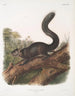 Sciurus nigrescens Dark Squirrel Male Life-size - John Woodhouse Audubon — artwork view