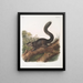 Sciurus nigrescens Dark Squirrel Male Life-size - John Woodhouse Audubon — framed artwork on a wall