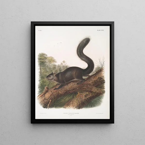 Sciurus nigrescens Dark Squirrel Male Life-size - John Woodhouse Audubon — framed artwork on a wall
