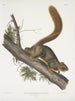 Sciurus rubricaudatus Red-tailed squirrel Natural size Male - John Woodhouse Audubon — artwork view