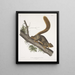 Sciurus rubricaudatus Red-tailed squirrel Natural size Male - John Woodhouse Audubon — framed artwork on a wall