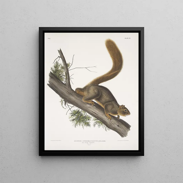 Sciurus rubricaudatus Red-tailed squirrel Natural size Male - John Woodhouse Audubon — framed artwork on a wall
