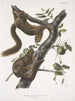Sciurus subauratus, orange-bellied squirrel, male and female, life size - John Woodhouse Audubon — artwork view