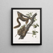 Sciurus subauratus, orange-bellied squirrel, male and female, life size - John Woodhouse Audubon — framed artwork on a wall
