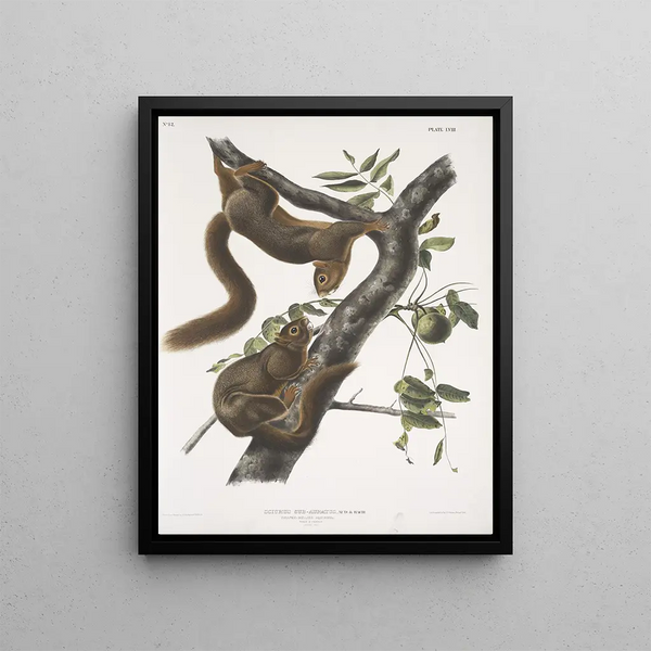 Sciurus subauratus, orange-bellied squirrel, male and female, life size - John Woodhouse Audubon — framed artwork on a wall