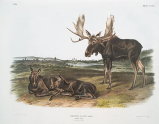 Serviteur des élans - John Woodhouse Audubon — artwork view
