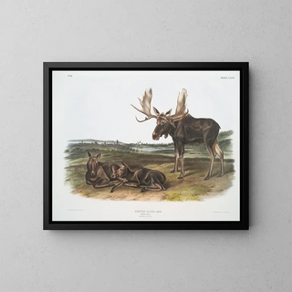 Serviteur des élans - John Woodhouse Audubon — framed artwork on a wall
