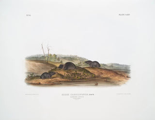 Sorex carolinensis, Carolina shrew, males and females, life size - John Woodhouse Audubon — artwork view