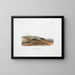 Sorex carolinensis, Carolina shrew, males and females, life size - John Woodhouse Audubon — framed artwork on a wall