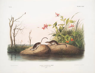 Sorex palustris, American water shrew, life size - John Woodhouse Audubon — artwork view