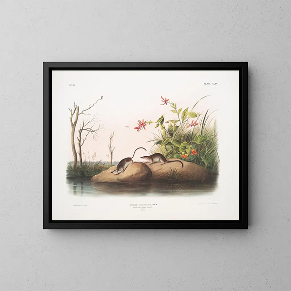 Sorex palustris, American water shrew, life size - John Woodhouse Audubon — framed artwork on a wall