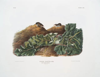 Sorex parvus, the eastern shrew, life size - John Woodhouse Audubon — artwork view
