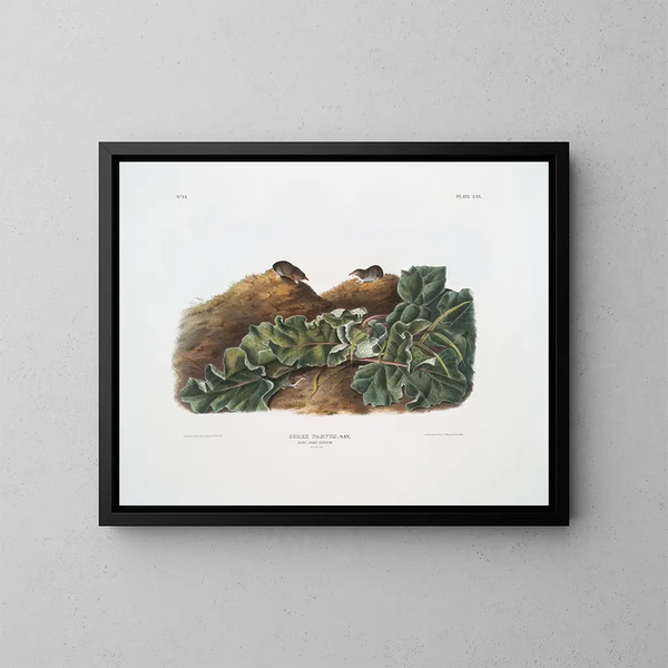 Sorex parvus, the eastern shrew, life size - John Woodhouse Audubon — framed artwork on a wall