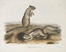 Spermophile de Douglas à taille naturelle - John Woodhouse Audubon — artwork view