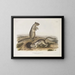 Spermophile de Douglas à taille naturelle - John Woodhouse Audubon — framed artwork on a wall