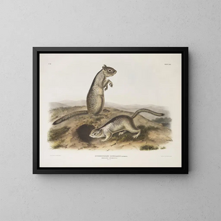 Spermophile de Douglas à taille naturelle - John Woodhouse Audubon — framed artwork on a wall