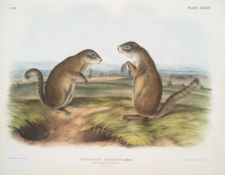 Marmotte de Franklin mâle et femelle à taille naturelle - John Woodhouse Audubon — artwork view
