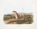 Spermophile mexicain, écureuil marmotte mâle, taille naturelle - John Woodhouse Audubon — artwork view