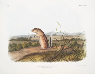 Spermophile mexicain, écureuil marmotte mâle, taille naturelle - John Woodhouse Audubon — artwork view
