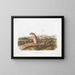 Spermophile mexicain, écureuil marmotte mâle, taille naturelle - John Woodhouse Audubon — framed artwork on a wall