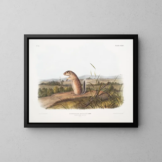 Spermophile mexicain, écureuil marmotte mâle, taille naturelle - John Woodhouse Audubon — framed artwork on a wall
