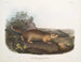 Spermophile de Parry taille naturelle - John Woodhouse Audubon — artwork view