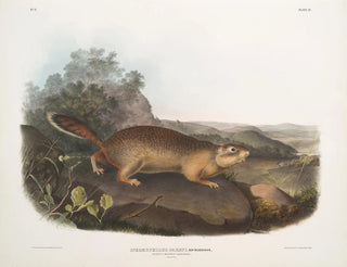Spermophile de Parry taille naturelle - John Woodhouse Audubon — artwork view