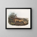 Spermophile de Parry taille naturelle - John Woodhouse Audubon — framed artwork on a wall