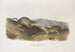 Spermophilus Richardsonii, Richardson's ground squirrel, life size - John Woodhouse Audubon — artwork view