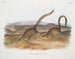Spermophile annelé taille naturelle - John Woodhouse Audubon — artwork view