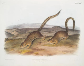 Spermophile annelé taille naturelle - John Woodhouse Audubon — artwork view