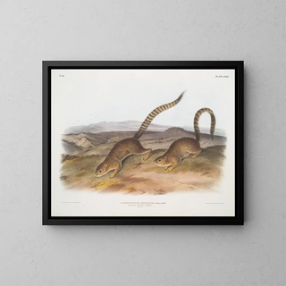 Spermophile annelé taille naturelle - John Woodhouse Audubon — framed artwork on a wall