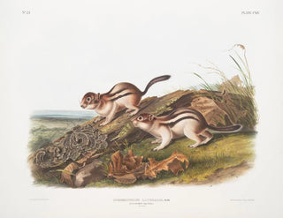 Spermophile latéral taille naturelle - John Woodhouse Audubon — artwork view