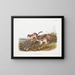 Spermophile latéral taille naturelle - John Woodhouse Audubon — framed artwork on a wall