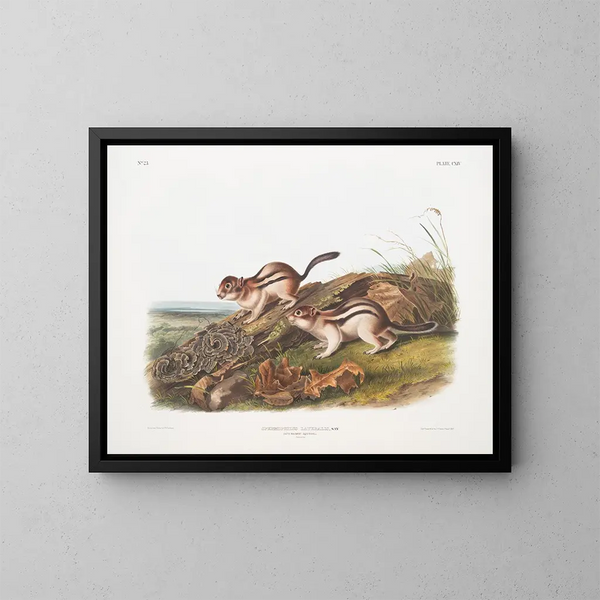 Spermophile latéral taille naturelle - John Woodhouse Audubon — framed artwork on a wall