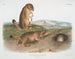 Spermophile de Ludovic - John Woodhouse Audubon — artwork view