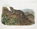Spermophile à grande queue mâle taille naturelle - John Woodhouse Audubon — artwork view