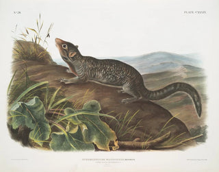 Spermophile à grande queue mâle taille naturelle - John Woodhouse Audubon — artwork view