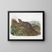 Spermophile à grande queue mâle taille naturelle - John Woodhouse Audubon — framed artwork on a wall
