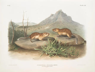 Spermophile tacheté, écureuil marmotte de Californie, taille naturelle - John Woodhouse Audubon — artwork view