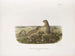 Spermophile à treize bandes, taille naturelle, mâle et femelle - John Woodhouse Audubon — artwork view