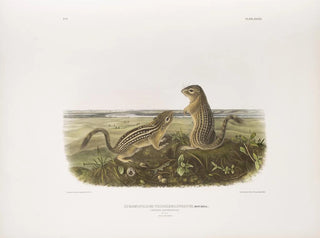 Spermophile à treize bandes, taille naturelle, mâle et femelle - John Woodhouse Audubon — artwork view