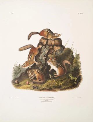 John Woodhouse Audubon - Tamias Lysterii Chipping Squirrel Hackee c Natural size Male female and young first Autumn.webp