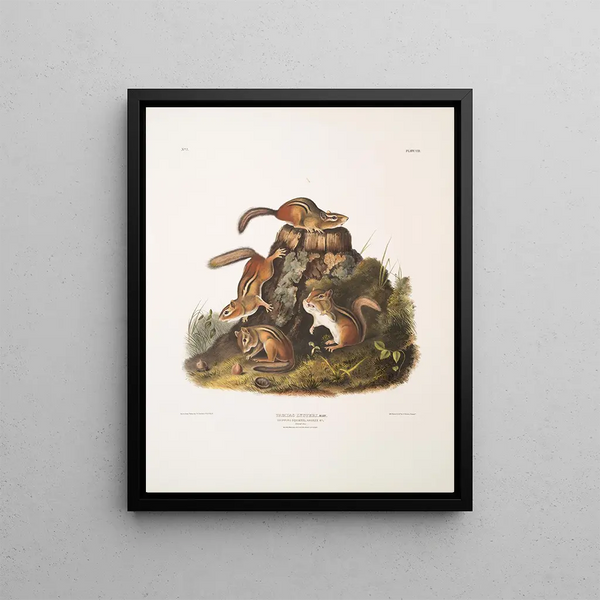 Tamias lysterii Chipping Squirrel Hackee c Taille naturelle Mâle Femelle et Jeune Premier Automne - John Woodhouse Audubon — framed artwork on a wall
