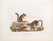 Squirrel terrestre de Townsend taille naturelle - John Woodhouse Audubon — artwork view