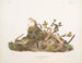 Squirrel terrestre à quatre bandes - John Woodhouse Audubon — artwork view