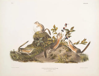 Squirrel terrestre à quatre bandes - John Woodhouse Audubon — artwork view